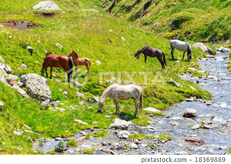 Horse herd on the pasture in the mountains 18369889