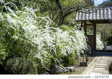 Kuranji寺的Yukiyanagi Kuranji寺的Yukiyanagi 18370745