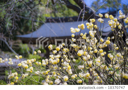 Kuroji寺和Mitsumata的山門 Kuroji寺和Mitsumata的山門 18370747