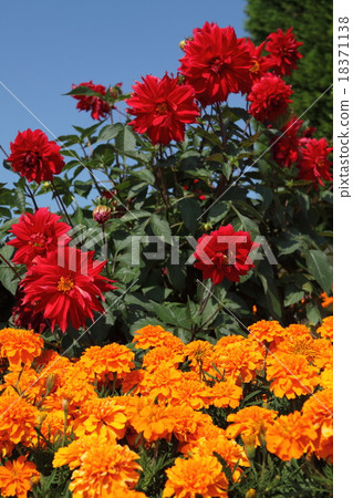 Mary gold and Dahlia Mary gold and Dahlia 18371138