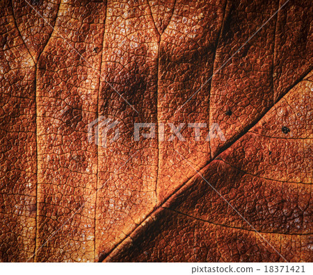 brown autumn leaves brown autumn leaves 18371421