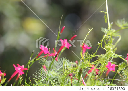蔦蘿松 蔦蘿松 18371890