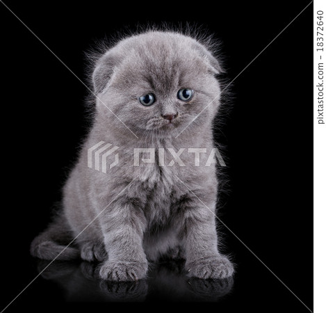 Lop-eared kitten 18372640