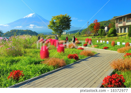 Oishi Park Autumnal leaves Kokia 18372977