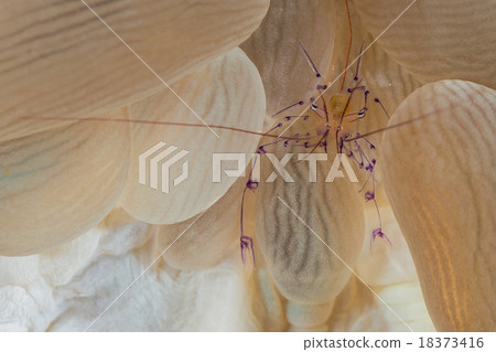 Bubble Coral Shrimp Bubble Coral Shrimp 18373416