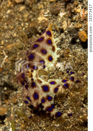 Blue Ring Octopus Blue Ring Octopus 18373417