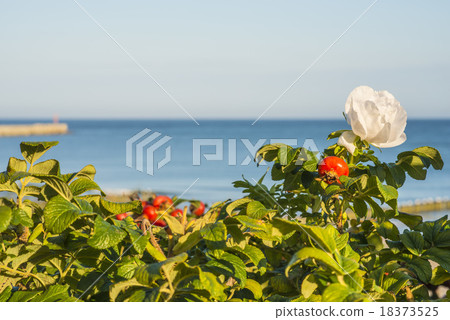 Beach rose flower at the Baltic Sea Beach rose flower at the Baltic Sea 18373525