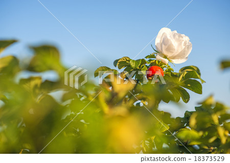 Beach rose flower at the Baltic Sea Beach rose flower at the Baltic Sea 18373529