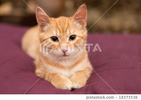 Orange kitten lie on the bed 18373536