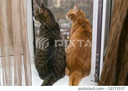 Red and grey cat sitting on the window sill 18373537