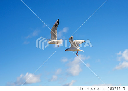 Black-headed gull flying Black-headed gull flying 18373545