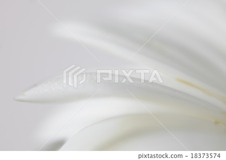 Soft focus flower background with copy space. 18373574