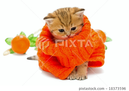 Small kitten in a knitted sweater. Small kitten in a knitted sweater. 18373596