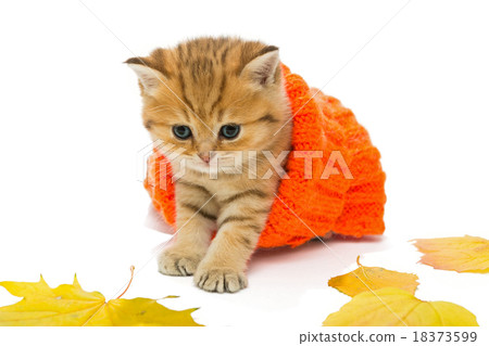 Small kitten in a knitted sweater. 18373599