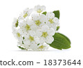cherry flower in bloom closeup isolated 18373644