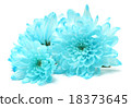 blue chrysanthemum flower on white 18373645