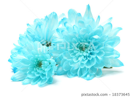 blue chrysanthemum flower on white blue chrysanthemum flower on white 18373645