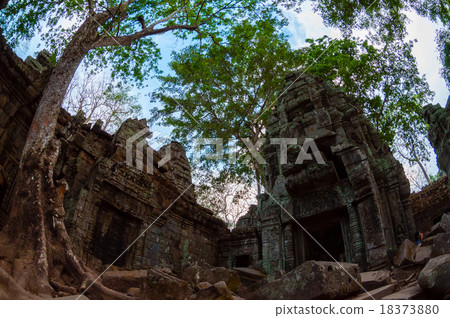 Tree and temple from below Ta Prohm 18373880