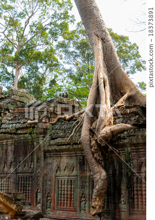 Tree sitting on stone wall at Angkor Wat 18373891
