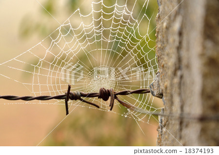 Spider's web on barbed wire Spider's web on barbed wire 18374193