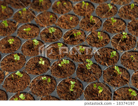 Hydroponic Plantation, Plants in nursery tray. 18374197