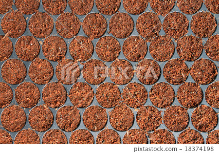 Seeds in a nursery tray 18374198