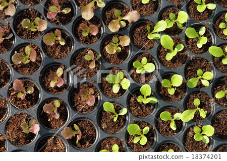 Hydroponic Plantation, Plants in nursery tray. 18374201