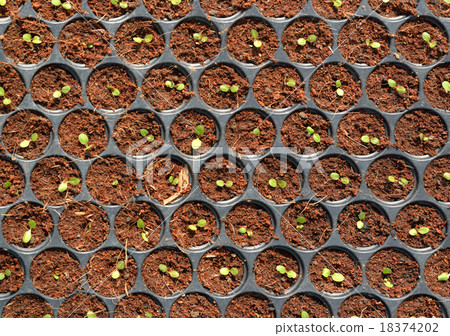 Hydroponic Plantation, Plants in nursery tray. Hydroponic Plantation, Plants in nursery tray. 18374202