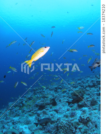 Yosugefudaii swarmed in the sea of Palau Yosugefudaii swarmed in the sea of Palau 18374210