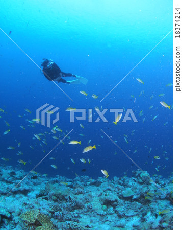 Yosugefu Dai and diver riding in the sea of Palau Yosugefu Dai and diver riding in the sea of Palau 18374214