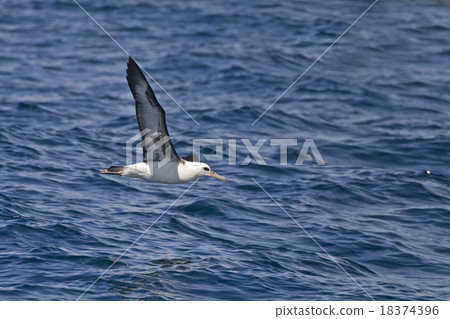 Laysan Albatross, Phoebastria immutabilis gliding  18374396