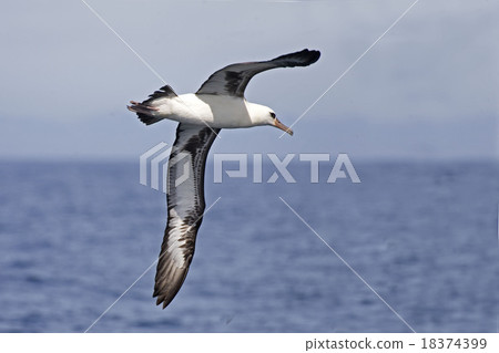 The Laysan Albatross flying over the waves 18374399