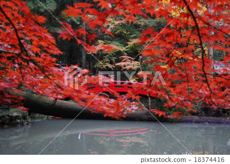 Maples and bridges 18374416