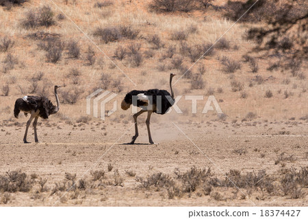 Ostrich Struthio camelus, in Kgalagadi Ostrich Struthio camelus, in Kgalagadi 18374427
