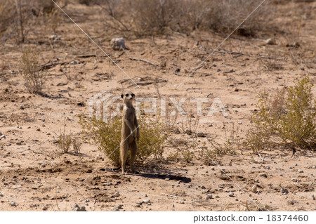 female of meerkat or suricate 18374460