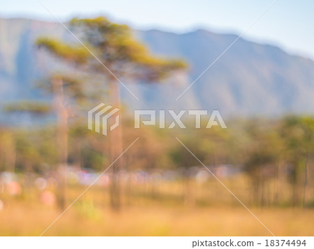 Defocus of pine tree and mountain 18374494
