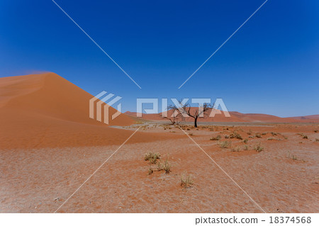 Dune 45 in sossusvlei Namibia with dead tree Dune 45 in sossusvlei Namibia with dead tree 18374568