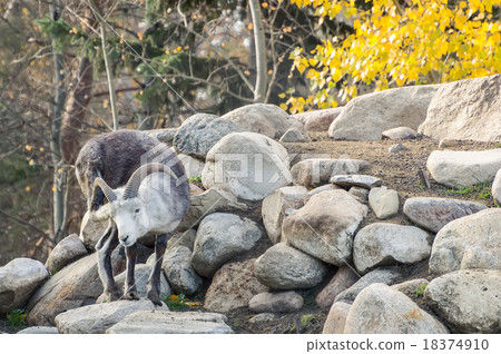 Dall Sheep Scratching Ear 18374910
