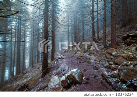 Autumn day into the forest Autumn day into the forest 18376224