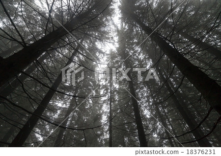 Autumn day into the forest Autumn day into the forest 18376231