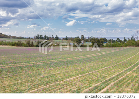 Rakucho field 18376372