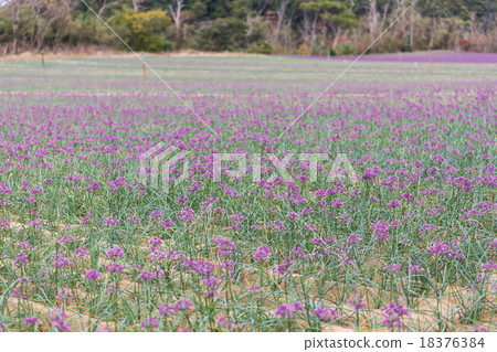 Rakucho field 18376384