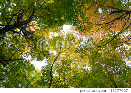 Tree tops during the fall 18377007