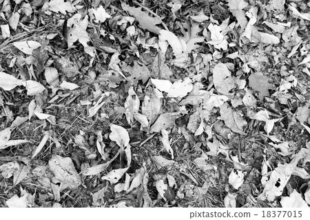 Black and white foliage 18377015