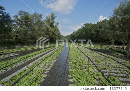 Wasabi field Wasabi field 18377343