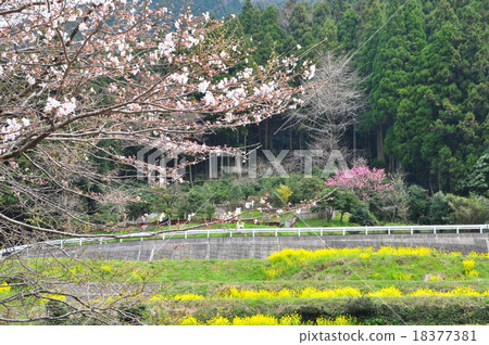 Satoyama's spring 1 Satoyama's spring 1 18377381