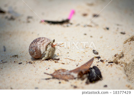 Hermit Crab on a beach in Andaman Sea 18377429