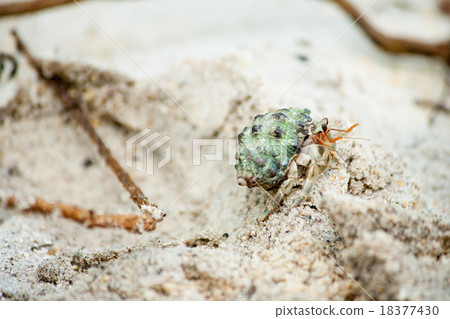 Hermit Crab on a beach in Andaman Sea 18377430