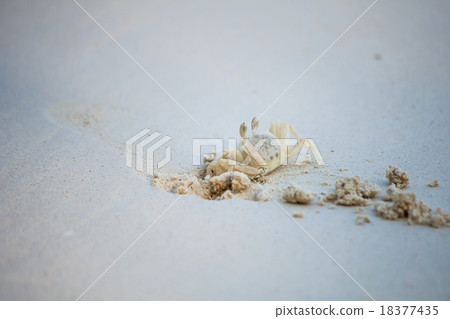 Crab dig the sand in on the beach. Crab dig the sand in on the beach. 18377435