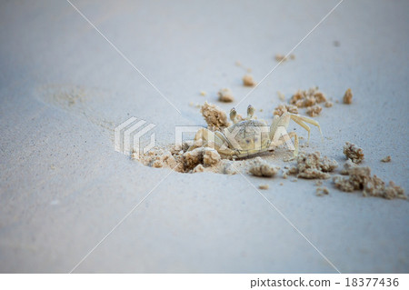 Crab dig the sand in on the beach. Crab dig the sand in on the beach. 18377436